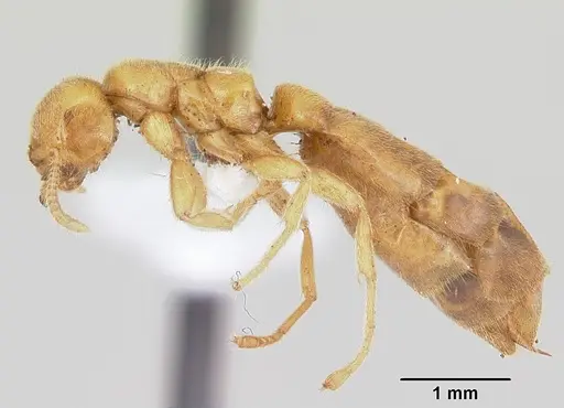 Adetomyrma caputleae specimen CASENT0004350 image casent0004350_3