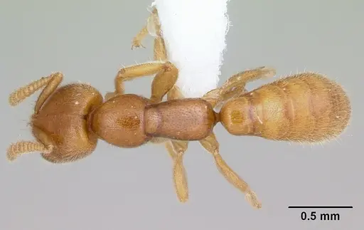 Adetomyrma caputleae specimen CASENT0004352 image casent0004352_1