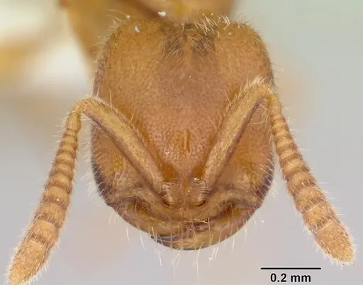 Adetomyrma caputleae specimen CASENT0004352 image casent0004352_2