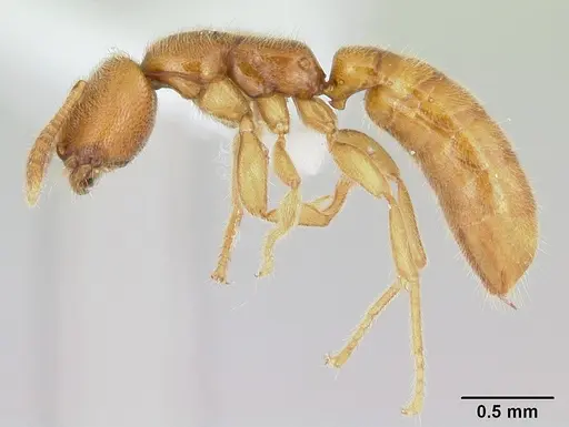 Adetomyrma caputleae specimen CASENT0004352 image casent0004352_3