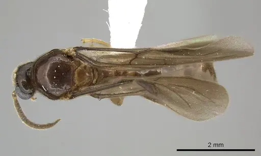 Adetomyrma caputleae specimen CASENT0004353 image casent0004353_1