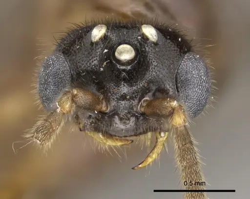 Adetomyrma caputleae specimen CASENT0004353 image casent0004353_2