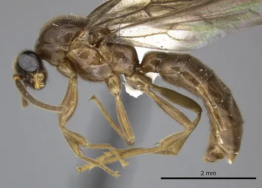 Adetomyrma caputleae specimen CASENT0004353 image casent0004353_3