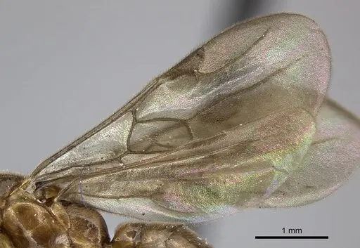 Adetomyrma caputleae specimen CASENT0004353 image casent0004353_4