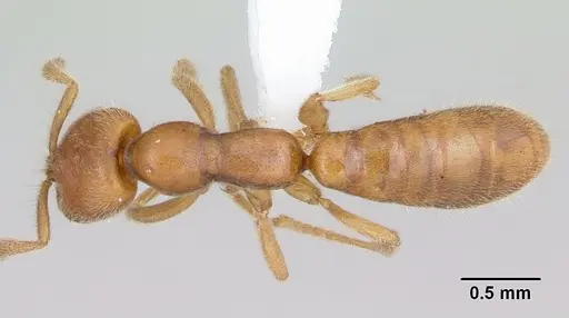 Adetomyrma caputleae specimen CASENT0004358 image casent0004358_1