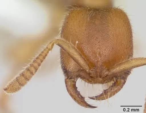 Adetomyrma caputleae specimen CASENT0004358 image casent0004358_2