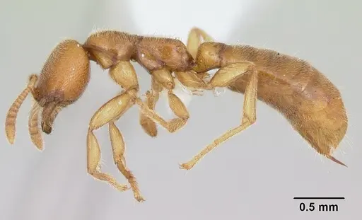 Adetomyrma caputleae specimen CASENT0004358 image casent0004358_3