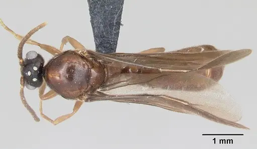 Adetomyrma caputleae specimen CASENT0008688 image casent0008688_1