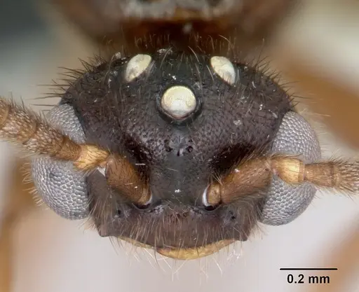 Adetomyrma caputleae specimen CASENT0008688 image casent0008688_2
