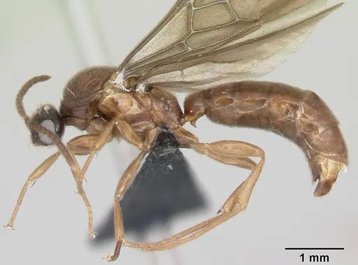 Adetomyrma caputleae specimen CASENT0008688 image casent0008688_3
