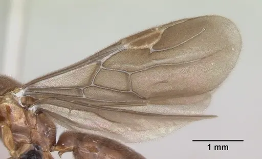 Adetomyrma caputleae specimen CASENT0008688 image casent0008688_4
