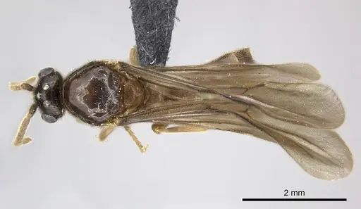 Adetomyrma caputleae specimen CASENT0011473 image casent0011473_1