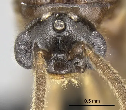 Adetomyrma caputleae specimen CASENT0011473 image casent0011473_2