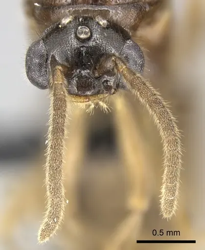 Adetomyrma caputleae specimen CASENT0011473 image casent0011473_3
