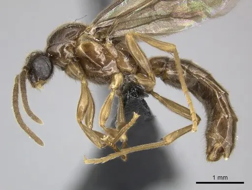 Adetomyrma caputleae specimen CASENT0011473 image casent0011473_4