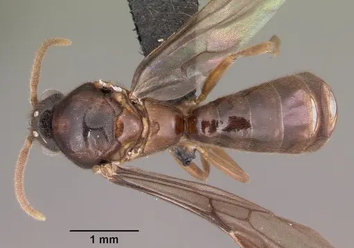 Adetomyrma caputleae specimen CASENT0079552 image casent0079552_1