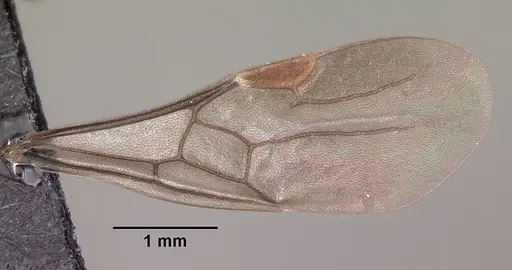 Adetomyrma caputleae specimen CASENT0079552 image casent0079552_2