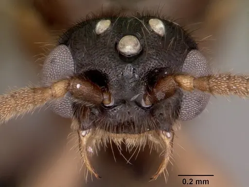 Adetomyrma caputleae specimen CASENT0079552 image casent0079552_3