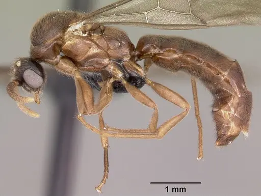 Adetomyrma caputleae specimen CASENT0079552 image casent0079552_4