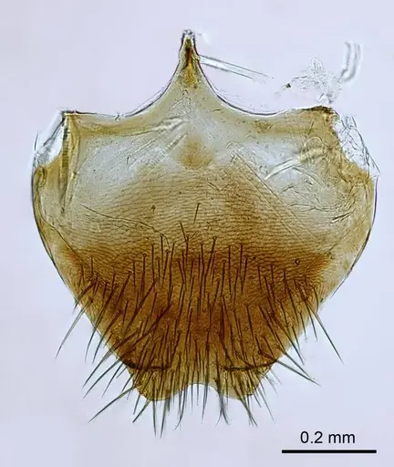Adetomyrma caputleae specimen CASENT0218011 image casent0218011_1