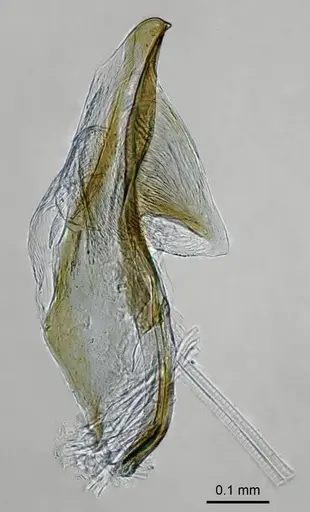 Adetomyrma caputleae specimen CASENT0218011 image casent0218011_2