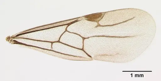 Adetomyrma caputleae specimen CASENT0218013 image casent0218013_1