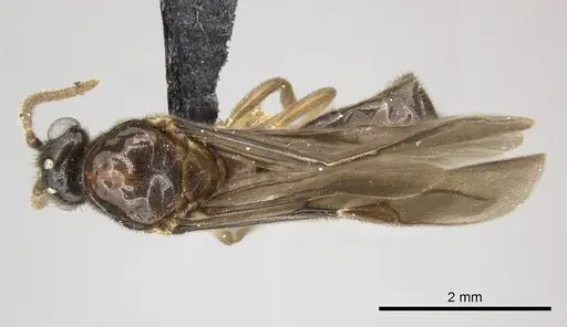 Adetomyrma caputleae specimen CASENT0227978 image casent0227978_1