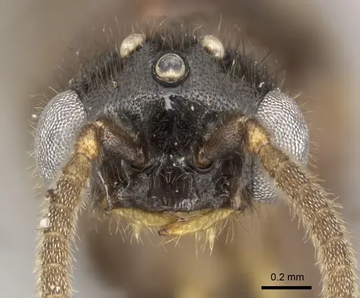 Adetomyrma caputleae specimen CASENT0227978 image casent0227978_2