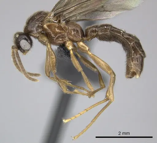 Adetomyrma caputleae specimen CASENT0227978 image casent0227978_3