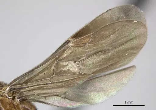 Adetomyrma caputleae specimen CASENT0227978 image casent0227978_4