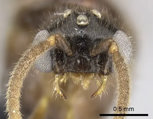 Adetomyrma caputleae specimen CASENT0227979 image casent0227979_1