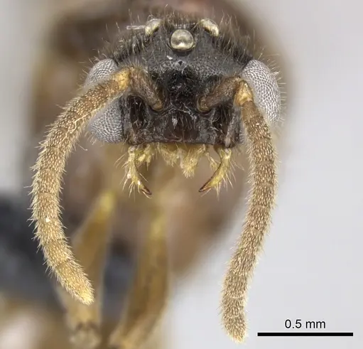 Adetomyrma caputleae specimen CASENT0227979 image casent0227979_2