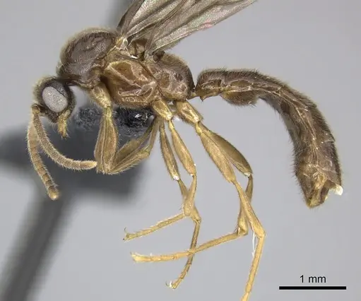 Adetomyrma caputleae specimen CASENT0227979 image casent0227979_3