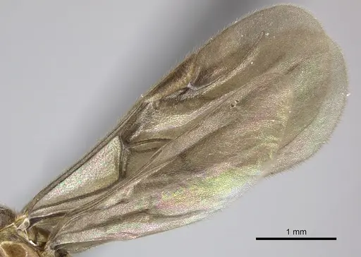 Adetomyrma caputleae specimen CASENT0227979 image casent0227979_4