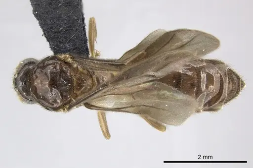 Adetomyrma caputleae specimen CASENT0227980 image casent0227980_1