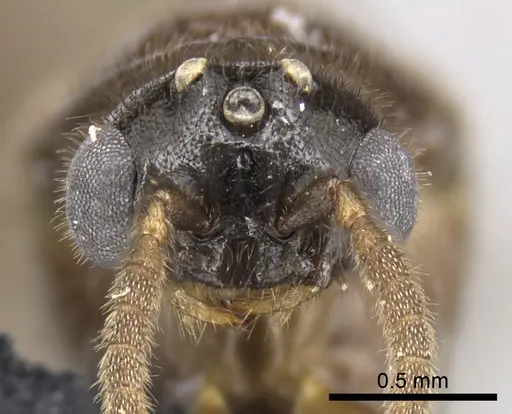 Adetomyrma caputleae specimen CASENT0227980 image casent0227980_2