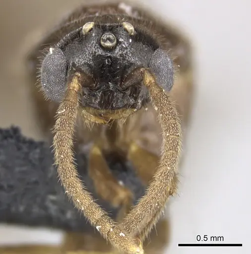 Adetomyrma caputleae specimen CASENT0227980 image casent0227980_3