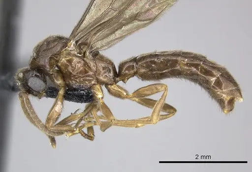 Adetomyrma caputleae specimen CASENT0227980 image casent0227980_4
