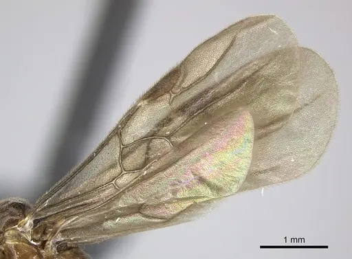 Adetomyrma caputleae specimen CASENT0227980 image casent0227980_5