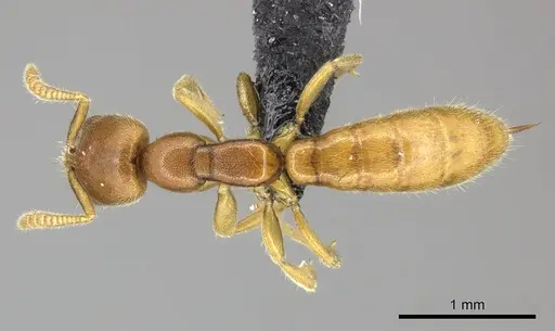 Adetomyrma caputleae specimen CASENT0227992 image casent0227992_1