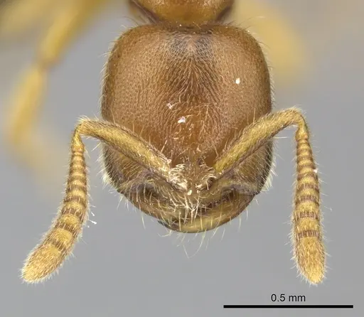 Adetomyrma caputleae specimen CASENT0227992 image casent0227992_2