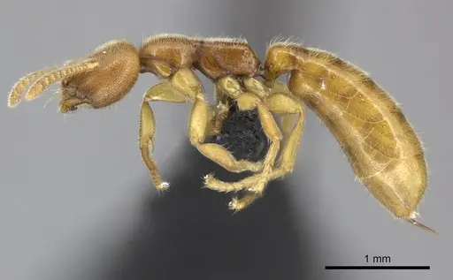Adetomyrma caputleae specimen CASENT0227992 image casent0227992_3