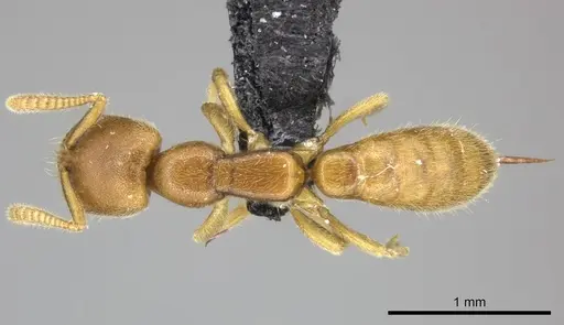 Adetomyrma caputleae specimen CASENT0227993 image casent0227993_1