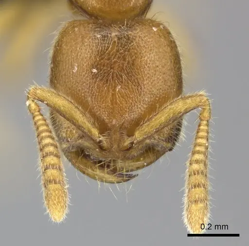 Adetomyrma caputleae specimen CASENT0227993 image casent0227993_2