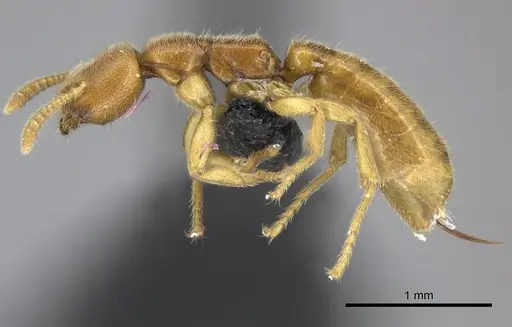 Adetomyrma caputleae specimen CASENT0227993 image casent0227993_3