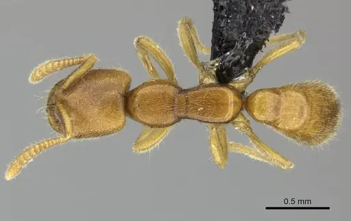 Adetomyrma caputleae specimen CASENT0227994 image casent0227994_1