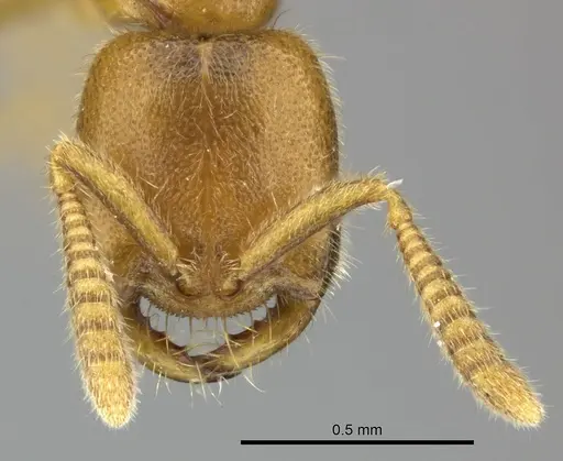Adetomyrma caputleae specimen CASENT0227994 image casent0227994_2