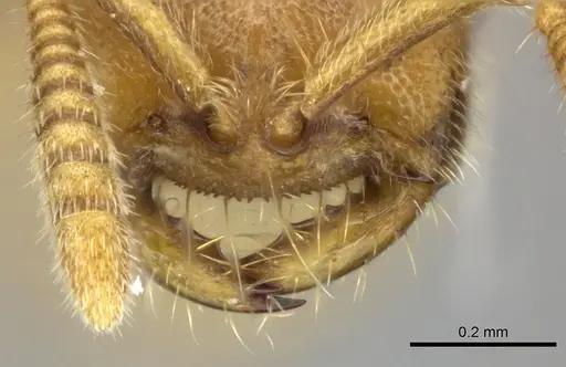 Adetomyrma caputleae specimen CASENT0227994 image casent0227994_3