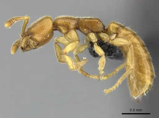Adetomyrma caputleae specimen CASENT0227994 image casent0227994_4