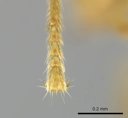 Adetomyrma caputleae specimen CASENT0227994 image casent0227994_5